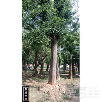 綠化園林苗木國槐20公分一年冒銷售