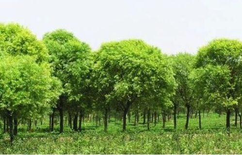 苗木市場呈現飽和 苗木過剩 真相到底是什么