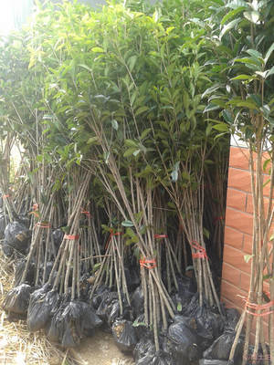【批發園林綠化苗木地徑2公分的紅花丹桂樹苗】 - 產品庫