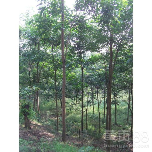 【成都千蜀園林重陽木苗木供應】- 