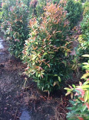 【江西綠化苗木袋苗紅車、農戶種植】綠化苗木,價格,廠家,供應商,花木,龍海市東泗興輝園藝場 - 產品庫