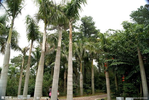 大中華苗木網