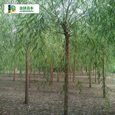 張家口柳樹-錢眼產品