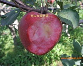 平涼的紅肉蘋果苗批發–平涼的紅肉蘋果苗廠家–平涼的紅肉蘋果苗供應商