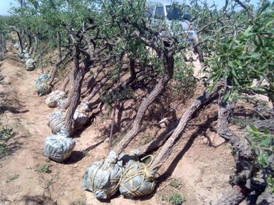 供應 廠家直銷 青島苗木 定制批發 價格電議圖片_高清圖_細節圖-青島森豐源園林 -