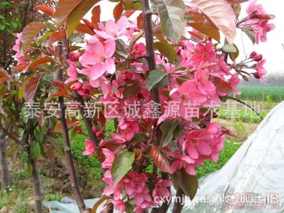 【批發西府海棠小苗北美海棠苗廠家直銷北美海棠綠化苗木】泰安高新區誠鑫源苗木基地 - 產品庫