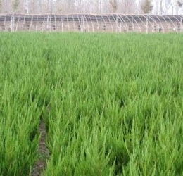 龍柏苗廠家種植技術推廣供應商 泰安開發區榮譽園藝場