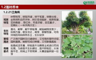 綠城集團園林軟景苗木圖譜 全套