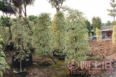 【星光榕大袋苗批發、量大優惠】綠化苗木,價格,廠家,供應商,花木,龍海市東泗興輝園藝場 - 產品庫
