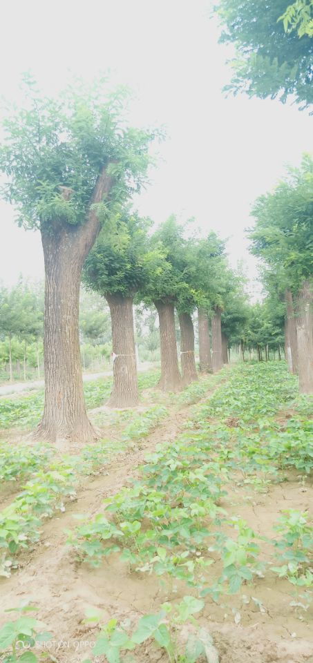 【15公分柳樹博冉苗木價低】-