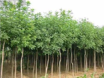 【云開苗木(圖)-白蠟樹價格行情-白蠟樹價格圖片