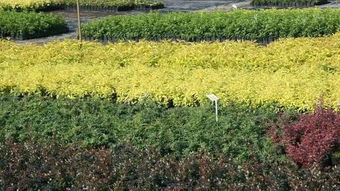 苗木種植戶如何提升苗木利潤空間