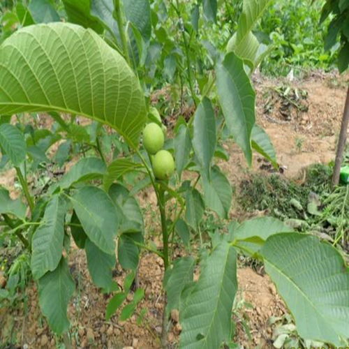 【景德鎮清香核桃苗廠家批發】- 