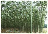 供應山東濰坊2012年美國紅櫨最新批發價格,青州歐楓苗木基地_農副產品_世界工廠網中國產品信息庫
