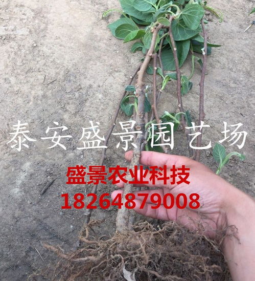 【廣東紅心獼猴桃樹苗種植基地】-