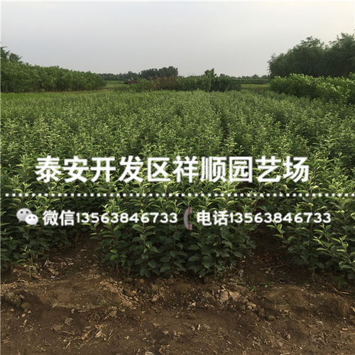 【現在嫁接蘋果苗批發價格多少】- 