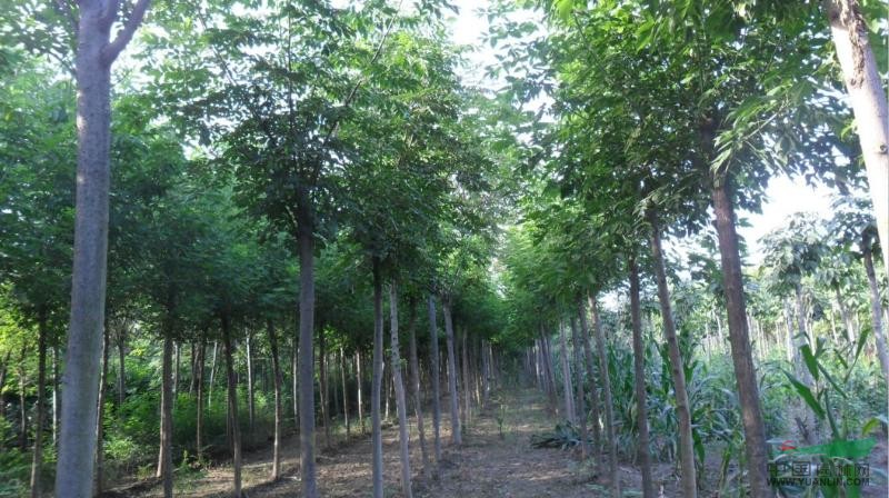 河南黃山欒樹種植基地,黃山欒樹價格,黃山欒樹批發