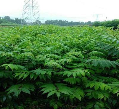 【香椿苗哪里好 山東泰安聚源苗木基地 大量批發香椿苗 品種齊全】價格_廠家_圖片 -