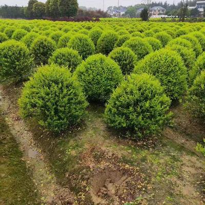 金森汝貞球 湖南苗木基地 苗木批發(fā)產(chǎn)地 金森汝貞價(jià)格 精品苗木球類