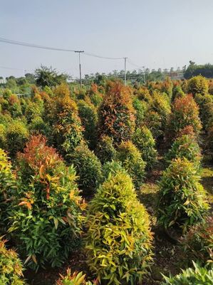 海南地區(qū)苗圃的園林綠化苗木移植技術(shù)-海南冠平苗圃