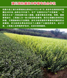 景觀樹(shù) 景觀樹(shù)種植苗圃 和盛苗木 優(yōu)質(zhì)商家 高清圖片 高清大圖