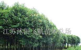 國槐、垂槐、金絲垂柳等苗木_農(nóng)副產(chǎn)品_世界工廠網(wǎng)中國產(chǎn)品信息庫