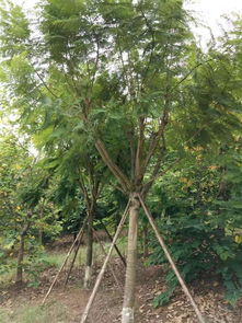 四川精品苗木供應(yīng)商