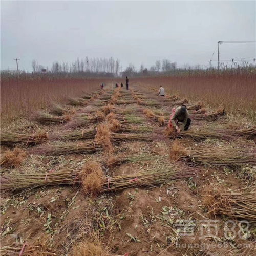 【黃金蜜二號桃樹苗、黃金蜜二號桃樹苗基地】- 