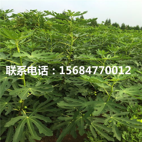 新品種無花果苗 無花果苗價格及報價