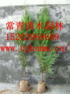 供應側柏苗,側柏小苗,側柏樹苗_農副產品_世界工廠網中國產品信息庫