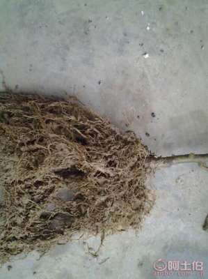 【自貢獼猴桃苗品種齊全%獼猴桃苗基地專業種植】獼猴桃苗,價格,廠家,供應商,花木、果木種苗,雅安市名山區惠農苗木種植農民專業合作社 - 產品庫